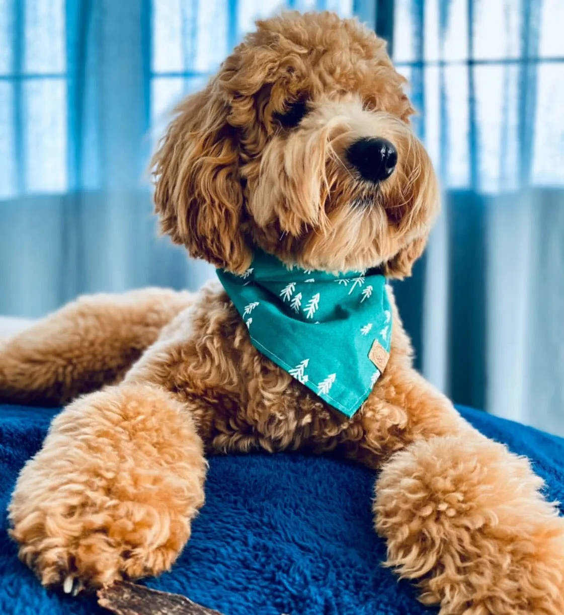 XL Waterproof Pet Blanket, Blue, 56 x 73"